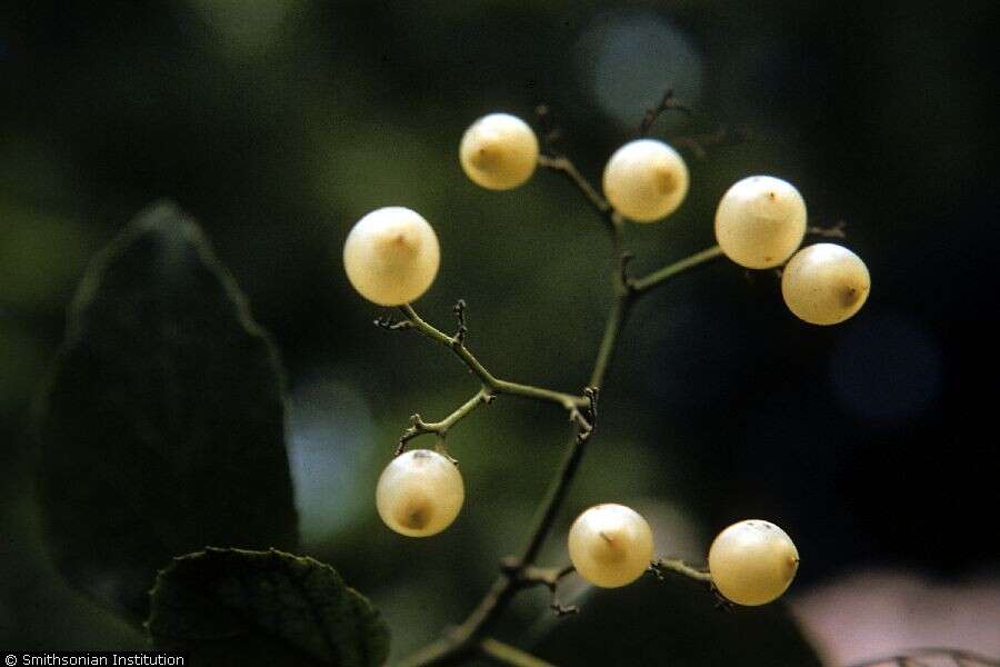 Image de Cordia collococca L.