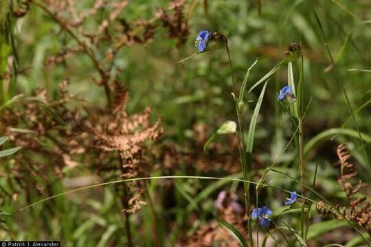 Image of birdbill dayflower