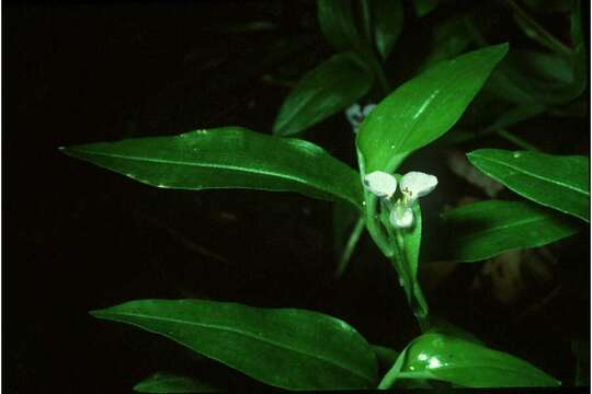 Image of climbing dayflower