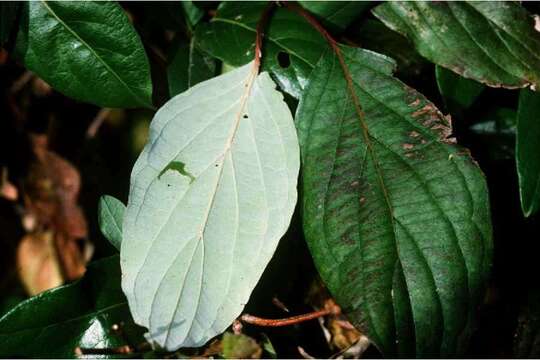 Image of roughleaf dogwood