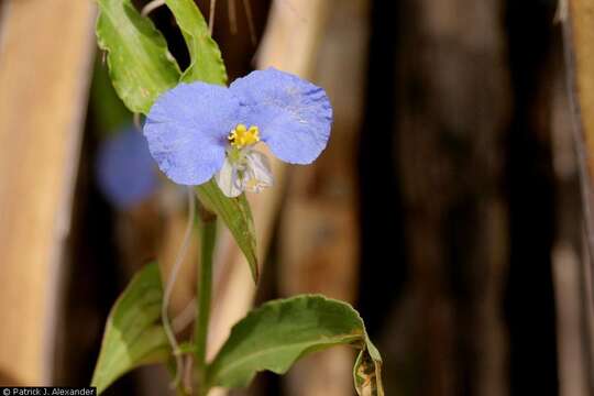 Image of Blousel Blommetjie