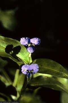 Image of whitemouth dayflower