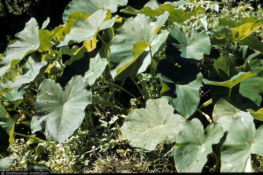 Image of Wild Taro