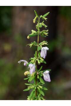 Image of Etonia rosemary