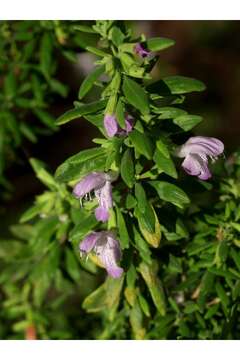 Image of Etonia rosemary