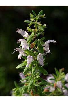 Image of Etonia rosemary