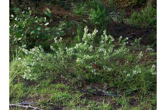 Image of Etonia rosemary