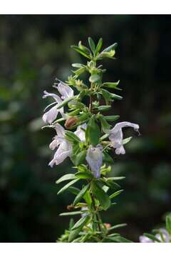 Image of Etonia rosemary