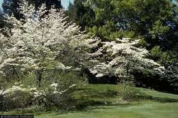 Image of flowering dogwood