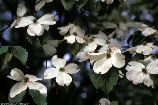 Image of flowering dogwood