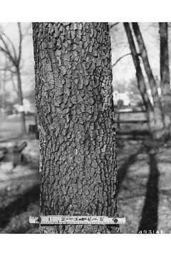 Image of flowering dogwood