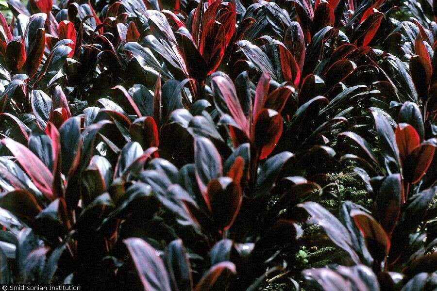 Imagem de Cordyline fruticosa (L.) A. Chev.