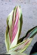 Imagem de Cordyline fruticosa (L.) A. Chev.