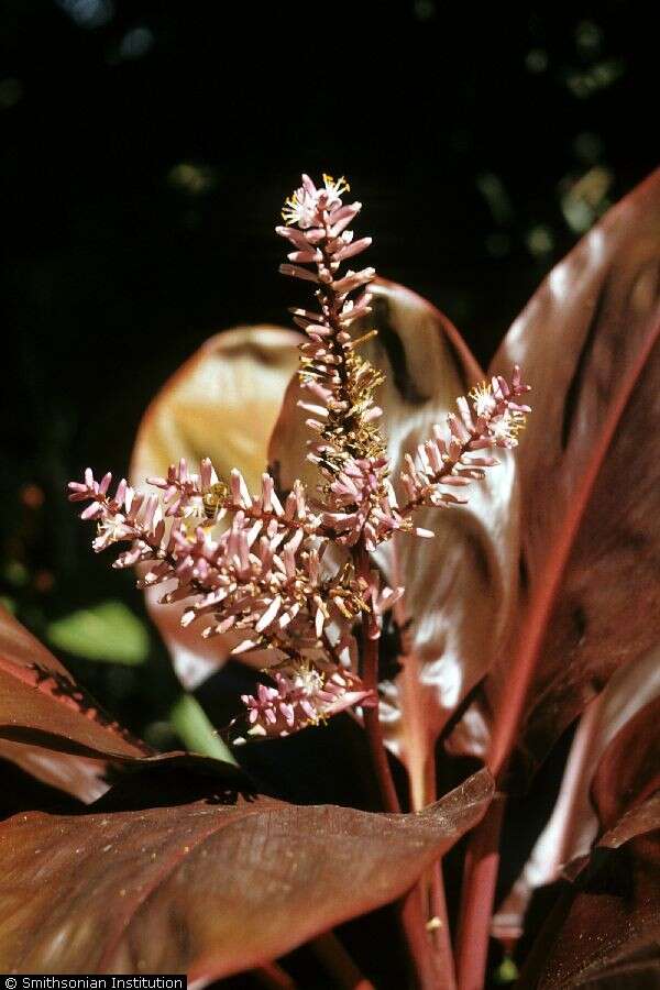 Imagem de Cordyline fruticosa (L.) A. Chev.