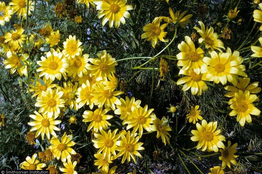 Coreopsis gigantea (Kellogg) Hall的圖片