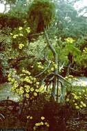 Image de Coreopsis gigantea (Kellogg) Hall