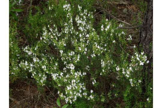 Image of Apalachicola false rosemary