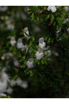 Image of Apalachicola false rosemary