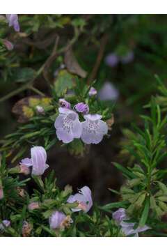 Image of Apalachicola false rosemary