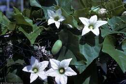 Image of ivy gourd