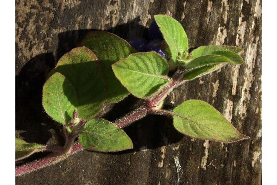 Image of yerba de guava