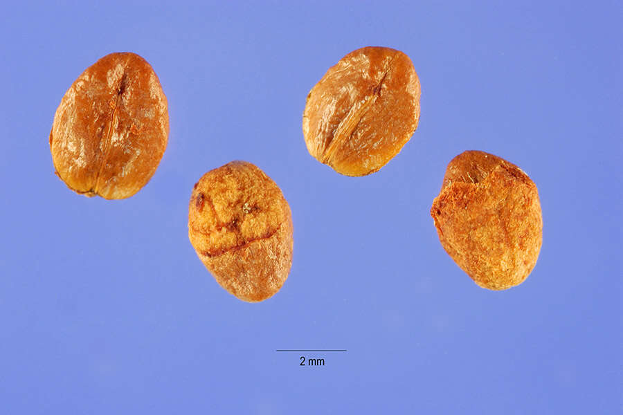 Image of rockspray cotoneaster