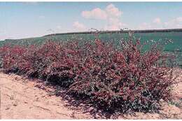 Image of Common Cotoneaster