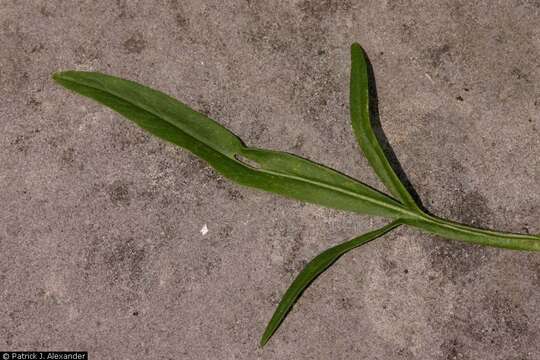 Image de Coreopsis lanceolata L.