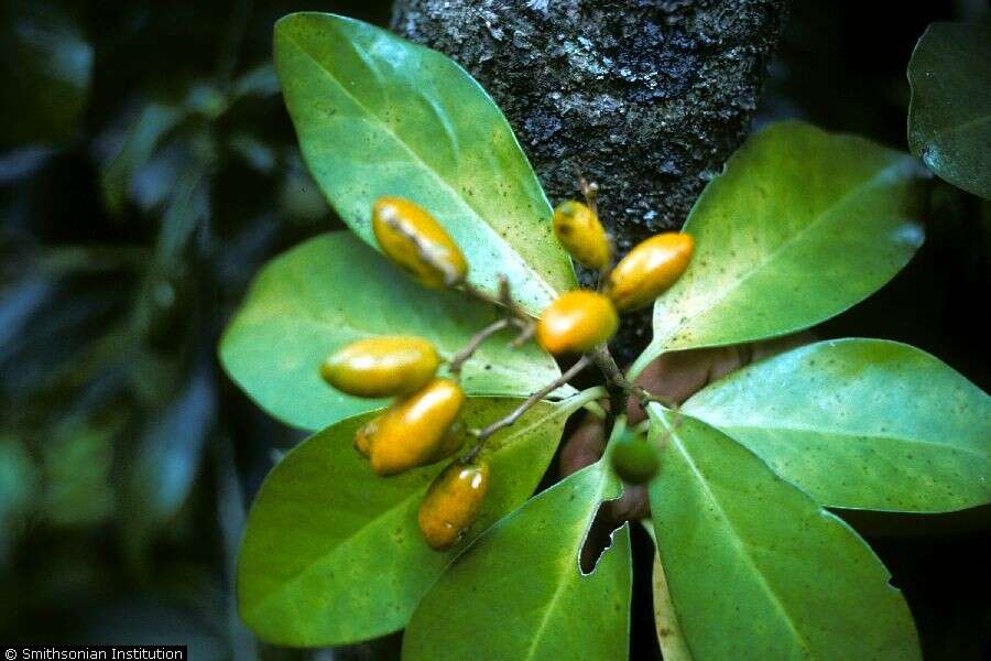 Image de Corynocarpaceae