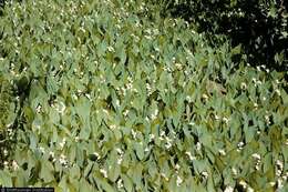 Image of American lily-of-the-valley