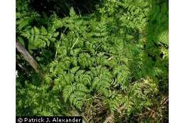 Image of poison hemlock