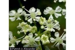 Image of poison hemlock