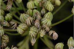 Image of poison hemlock