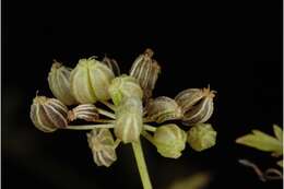 Image of poison hemlock