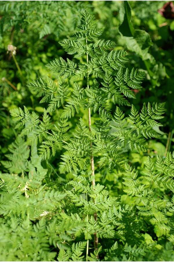 Image of poison hemlock