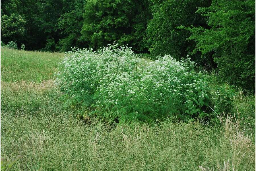 Image of poison hemlock