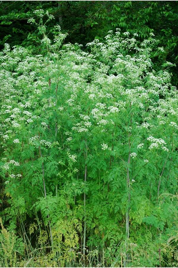 Image of poison hemlock