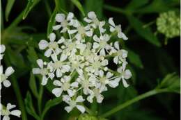 Image of poison hemlock