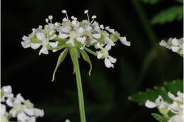 Image of poison hemlock