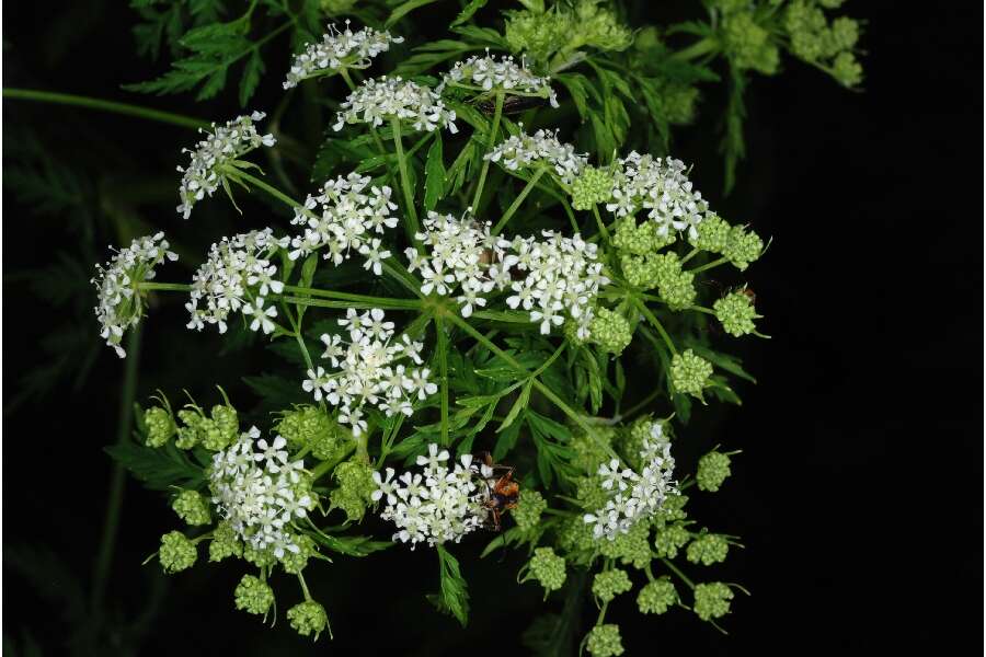 Image of poison hemlock