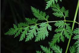 Image of poison hemlock