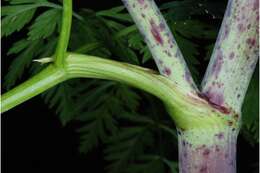 Image of poison hemlock