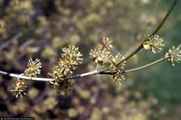 Image of Cornelian cherry dogwood