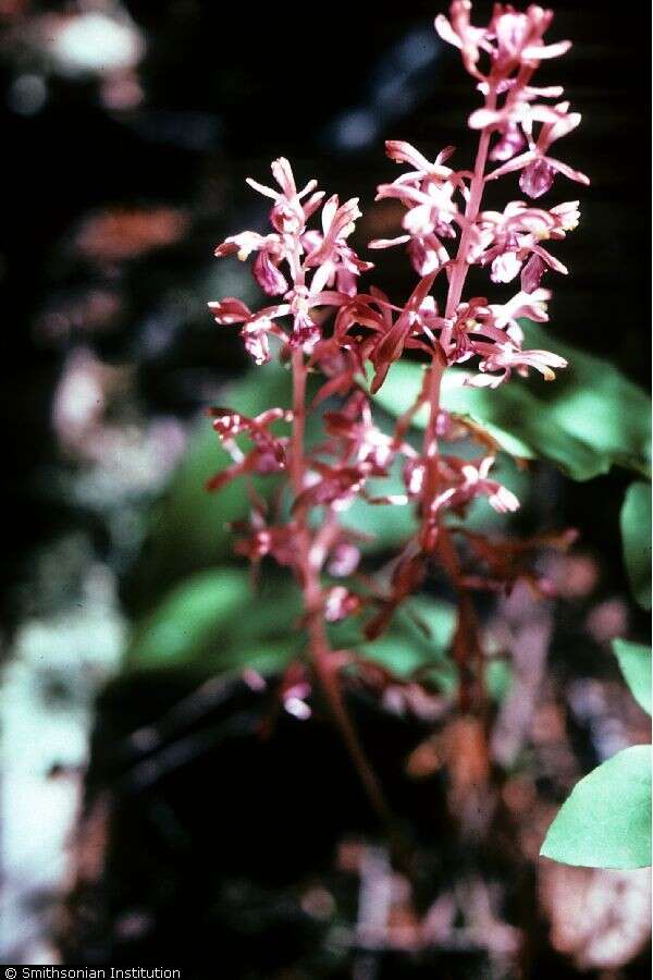 Image of Spotted coralroot