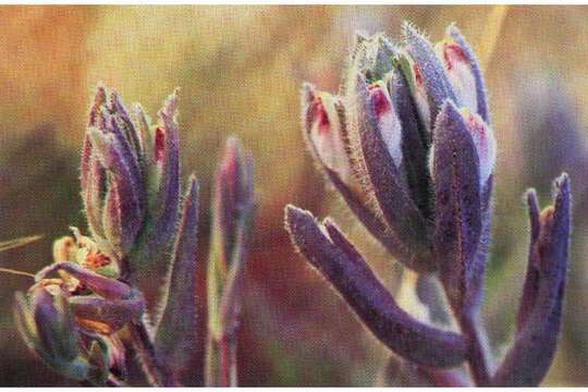 Image of saltmarsh bird's-beak