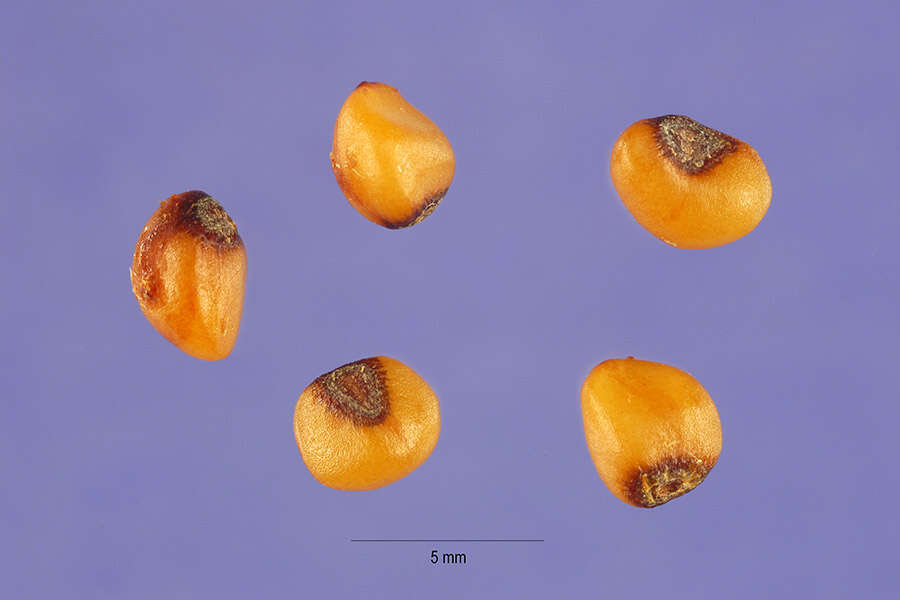 Image of convallaria