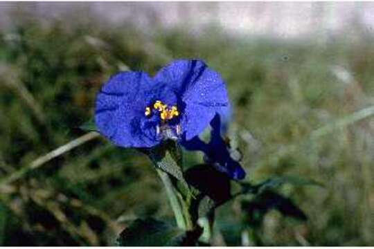 Image of dayflower