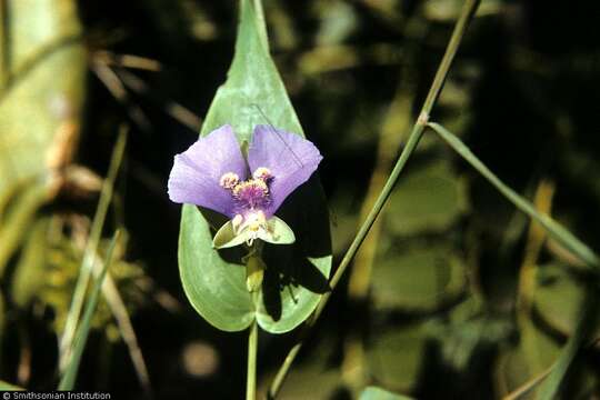 Image of dayflower