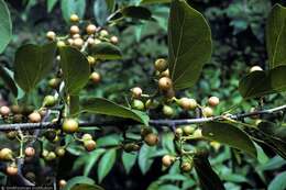 Image de Cordia myxa L.