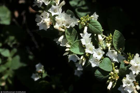 Jacquemontia nodiflora (Desr.) G. Don resmi